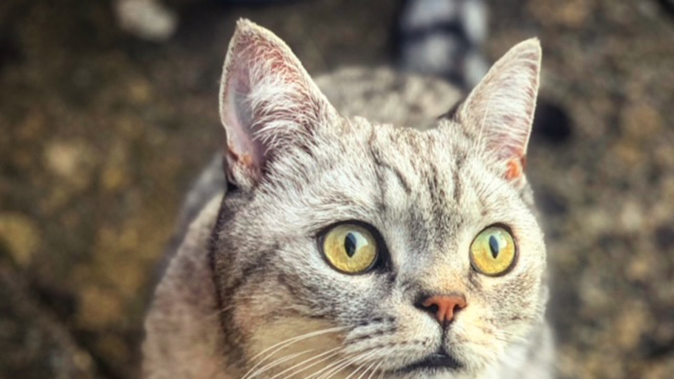 Photo of Eddie, a silver tabby British Shorthair
