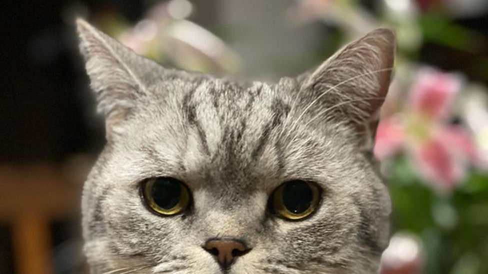 Photo of Eddie, a silver tabby British Shorthair