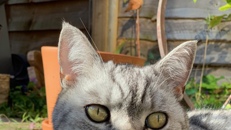 Photo of Eddie, a silver tabby British Shorthair