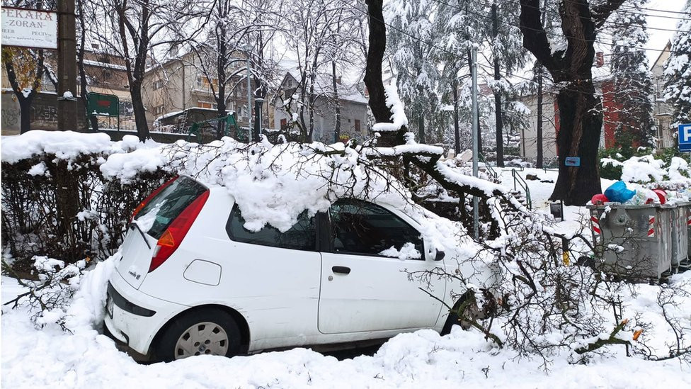 Automobil Ruže Injac je oštetilo stablo koje se urušilo na njega