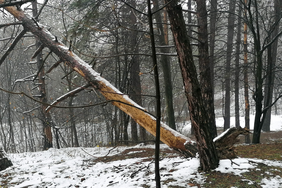FOTO: T. Spasojević / Boom93
