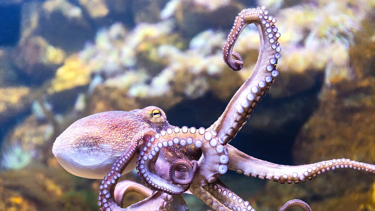 Octopuses have the largest and most complex brains of any invertebrate