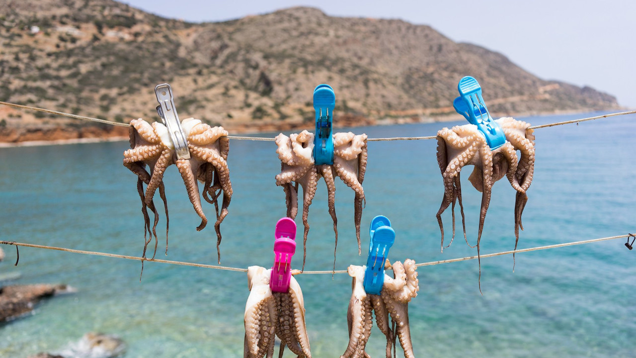 Octopuses drying on a line