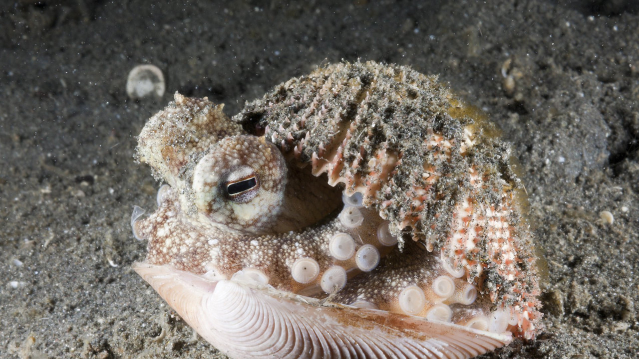 Coconut Octopus hiding in a shell, North Sulawesi, Indonesia