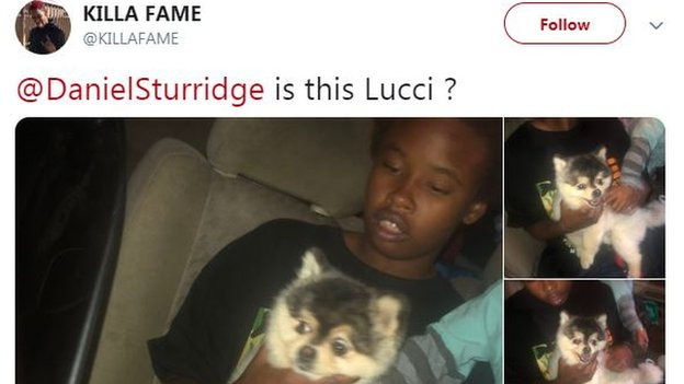 Tweet of Daniel Sturridge's dog Lucci