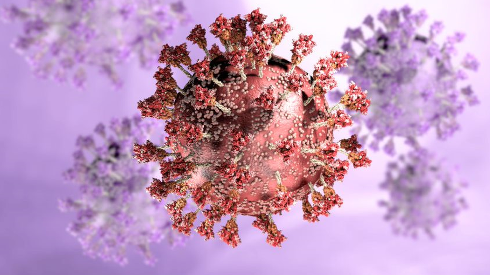 An illustration of a coronavirus