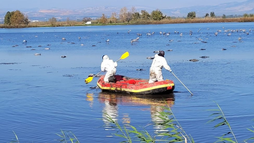 Israel Nature and Parks Authority rangers in protective suits retrieve dead cranes from Hula Lake (27 December 2021)