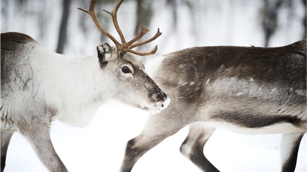 Reindeer in Finland