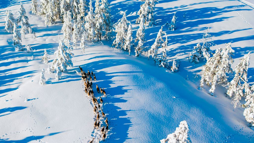 Reindeer seen from the air