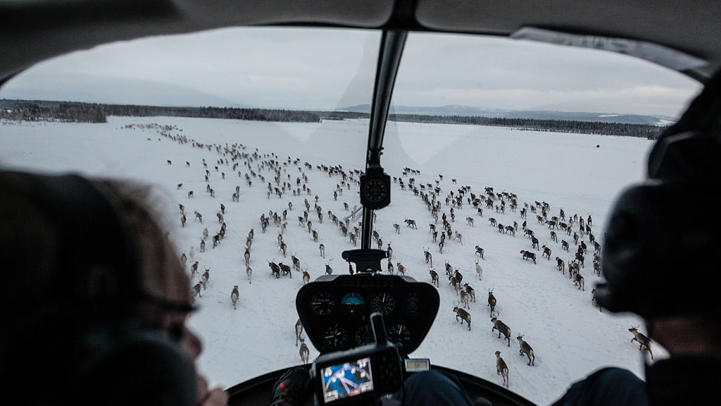 Herding reindeer by helicopter