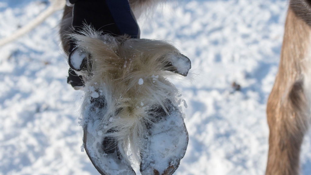 Reindeer hoof
