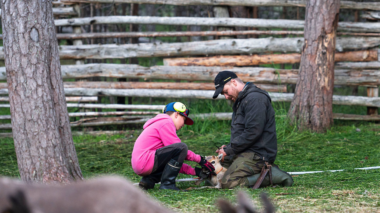 Vili Kurki, right with his son and a reindeer calf