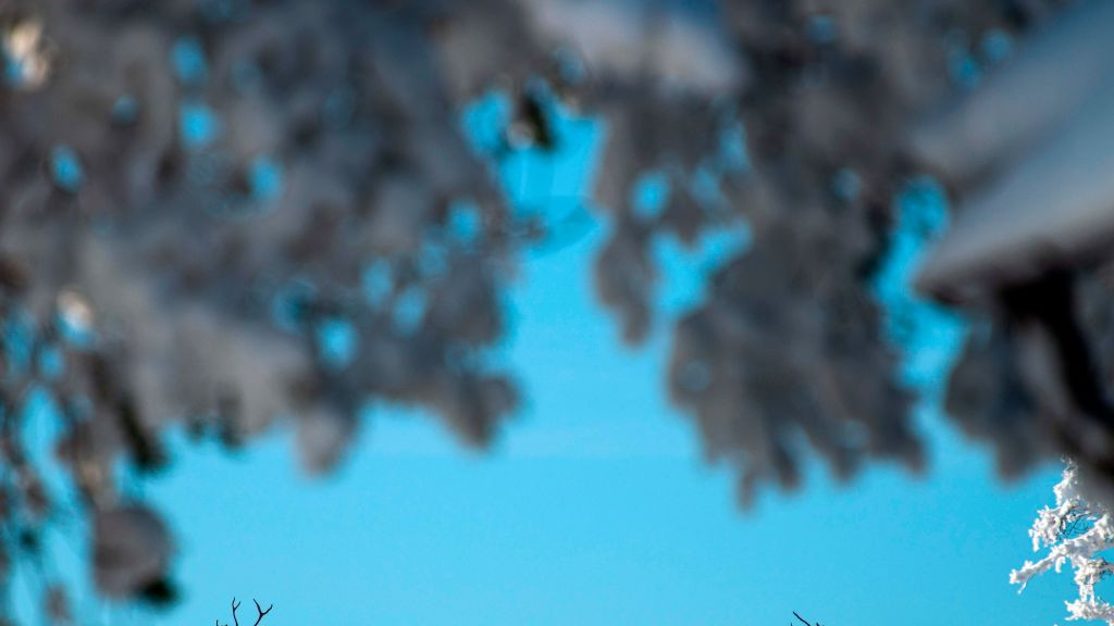 Lapland reindeer silhouetted against blue sky
