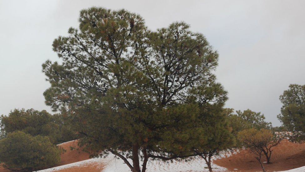 Picture dated January 6th shows a covering of snow in the Sahara Desert near Mekalis in northwestern Algeria.
