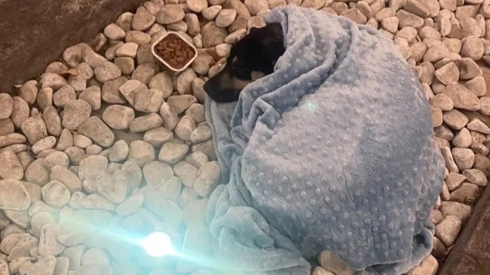 pas ušuškan u ćebe