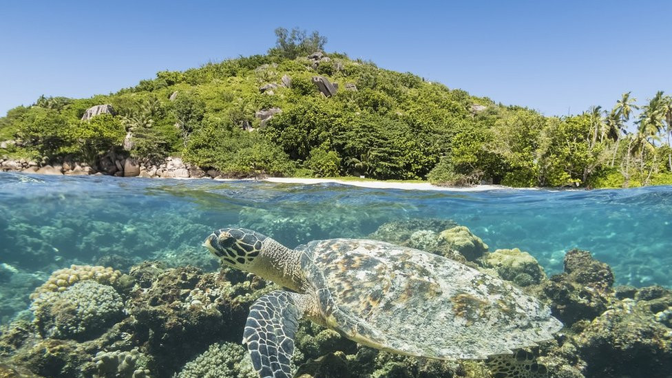 Turtle in front of an island
