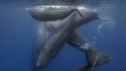 Sperm whales