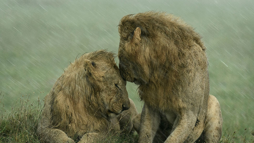 Dva lava se maze na kiši u nacionalnom parku Masai Mara u Keniji