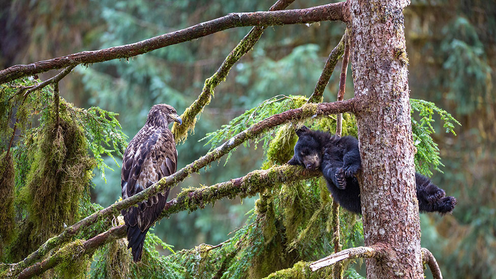 Beloglavi orao posmatra mladunče mrkog medveda dok spava na drvetu usled kiše u Ananu na Aljasci