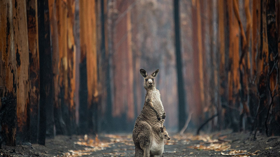 Kengur nosi mladunče u torbi i stoji među spaljenim drvećem u blizini Malakote, grada u australijskoj državi Viktorija