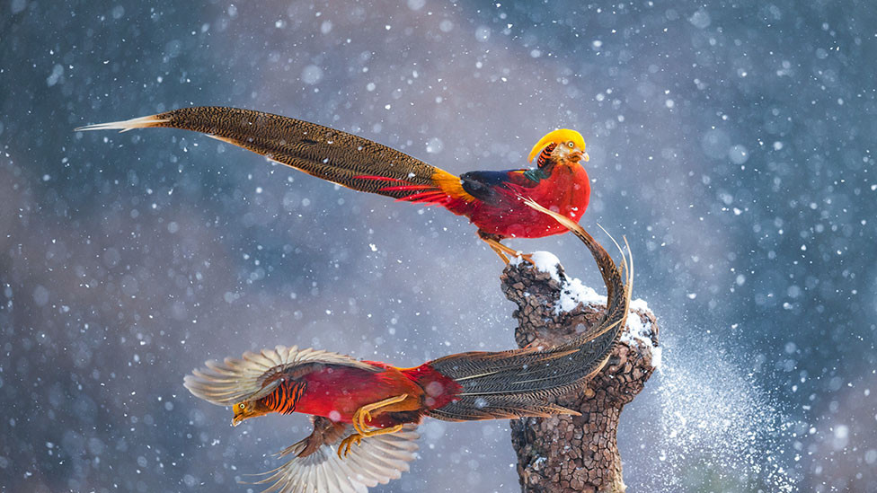 Dva šarena fazana u kineskom nacionalnom rezervatu Lišan, koji se nalazi u provinciji Šansi