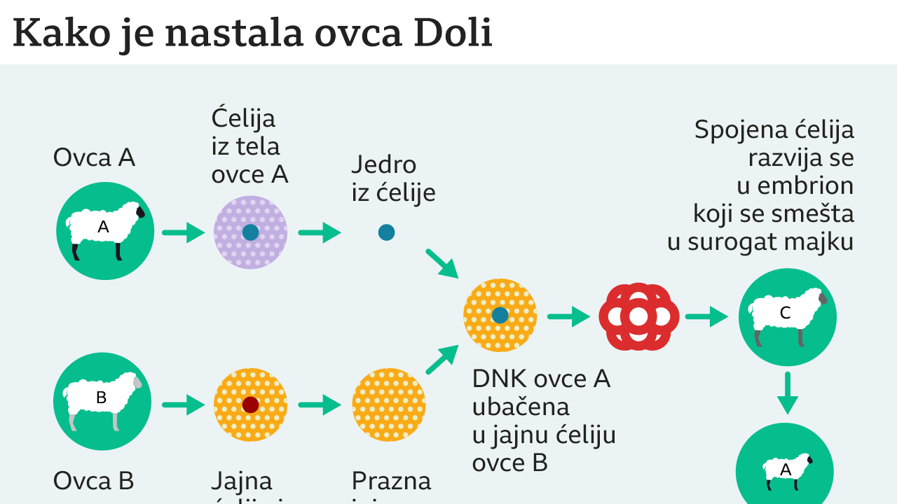 ovca Doli, kloniranje, Kako je klonirana ovca Doli
