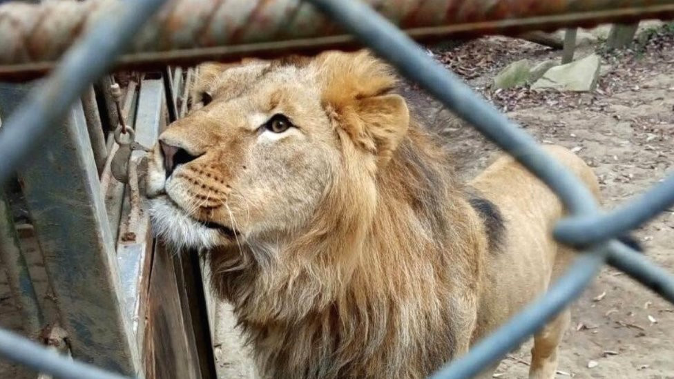 A lion rescued from private captivity in Ukraine, in January 2022