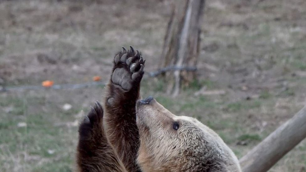 Bear in a bear sanctuary
