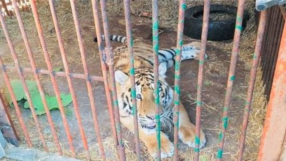 Wild Animals Shelter managed to move many of its predators abroad