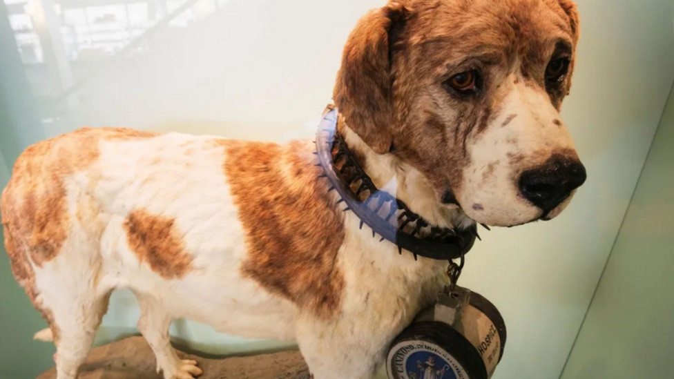 Beri (punjeni bernardinac iz 1814.)