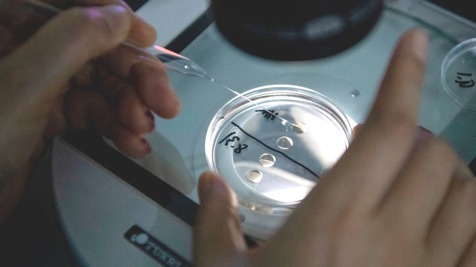 Genetic material being checked at a cloning facility in China