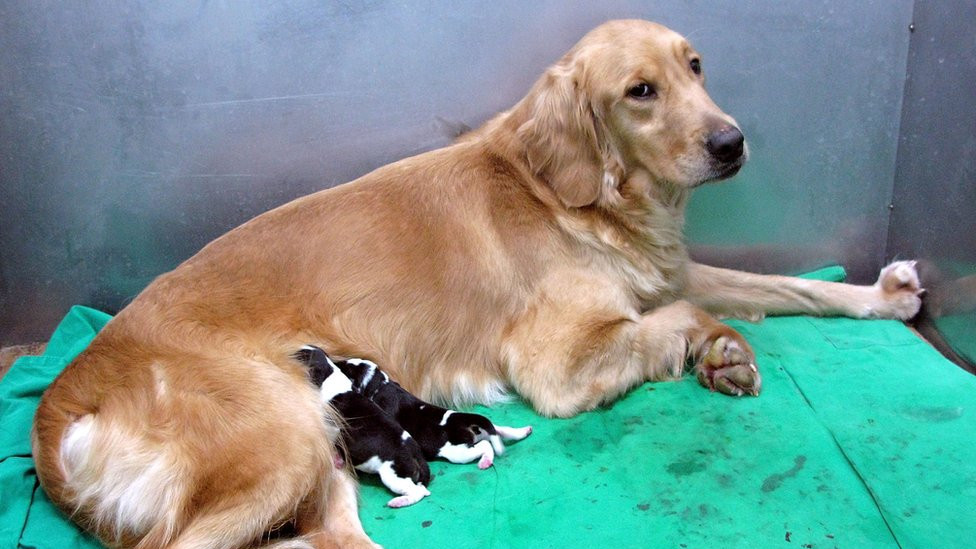 Two cloned beagles with their surrogate mother at a cloning facility in South Korea