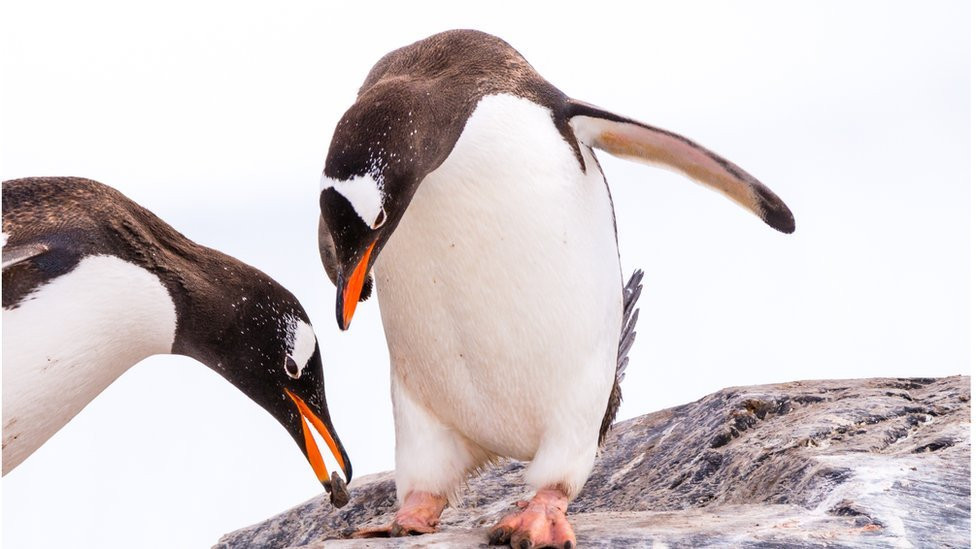 Jedine društvene mreže su one sa pingvinima