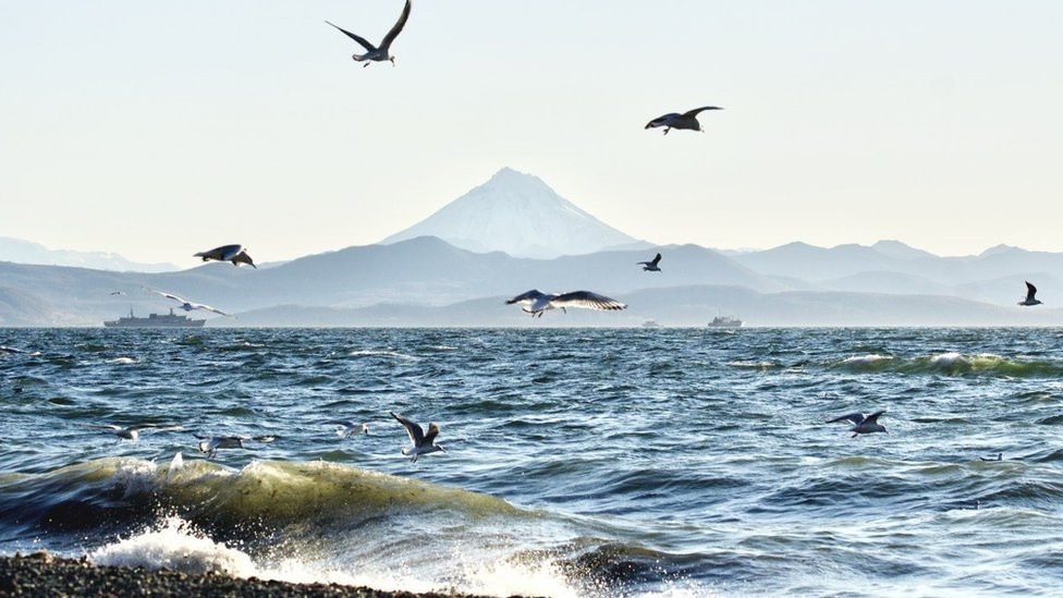 Neki ekolozi tvrde da žuta pena koju su videli surferi i lokalci nije otrov, već posledica ostataka živih organizama