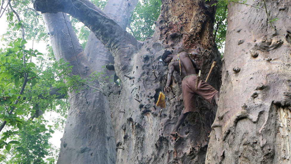 Pripadnici plemena Hadža sakupljaju med