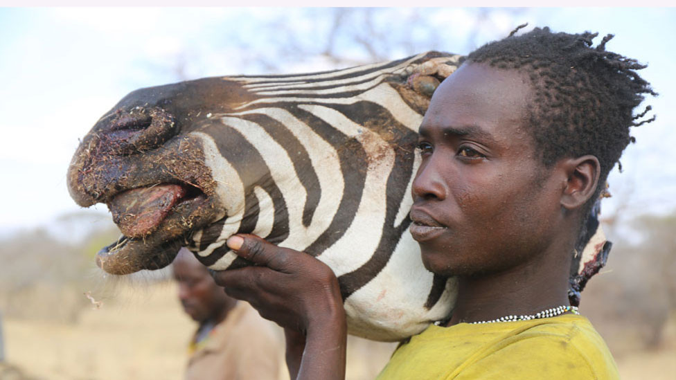 Čovek nosi zebrinu nogu