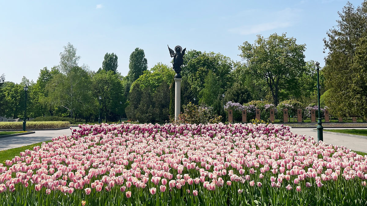 Tulip blooms in a park in Kharkiv city centre, May 2022