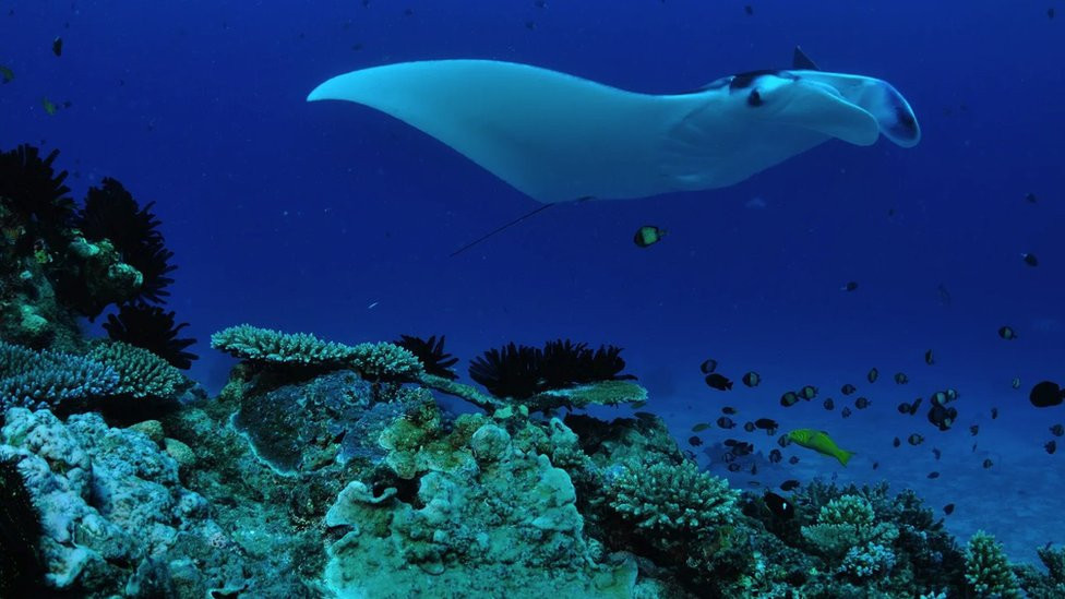 Južni Veliki koralni greben meka je za šaroliku paletu morskog života