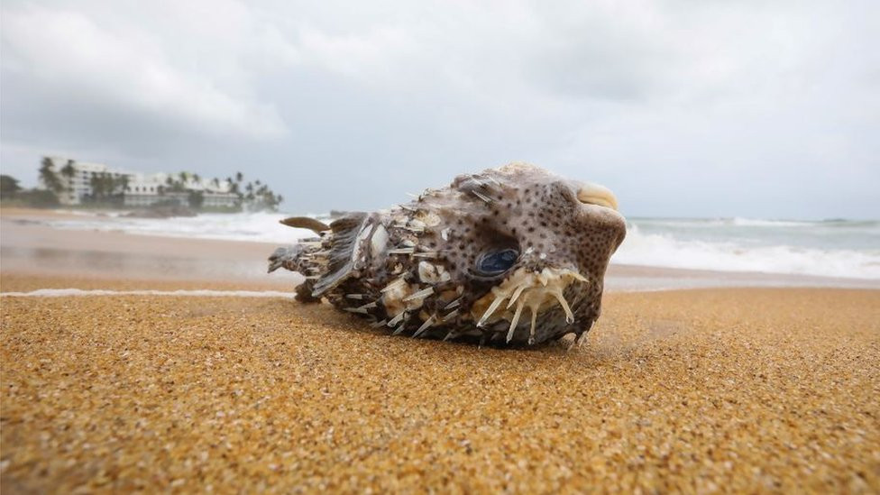 Fish washed up in Sri Lanka