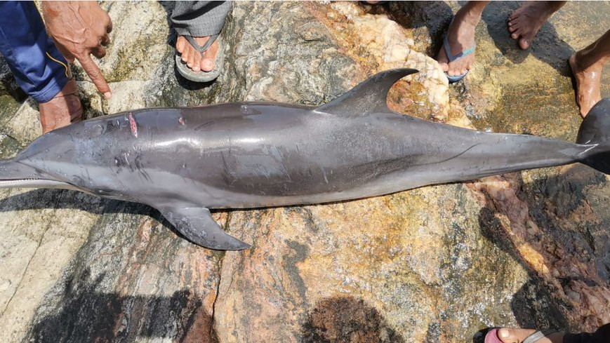 A dead dolphin