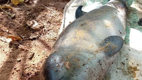 A dead whale calf found in Chilaw, western Sri Lanka (From: "Report a Dead Marine Animal in Sri Lanka" page)