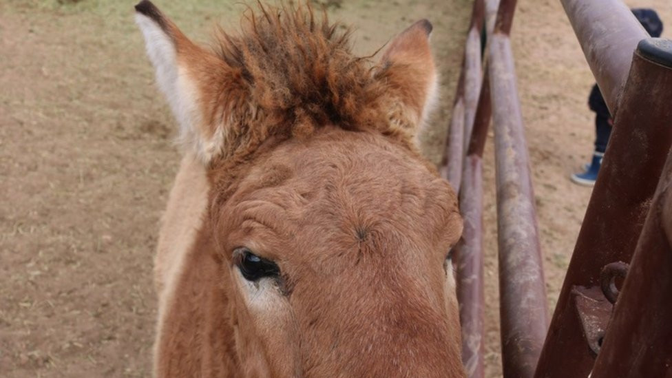 Kurt, klonirani Prževaljski konj