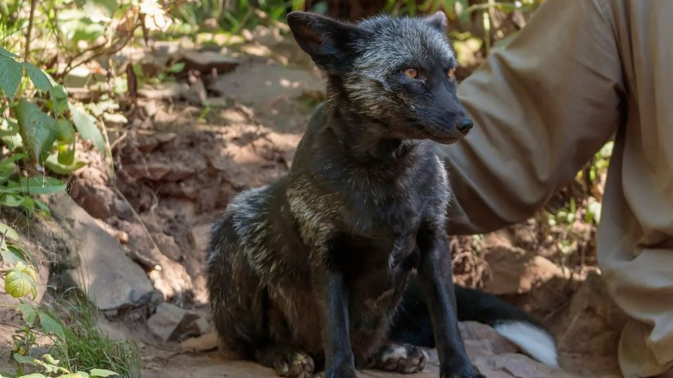 Pripitomljena lisica