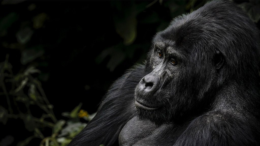 Mountain gorilla