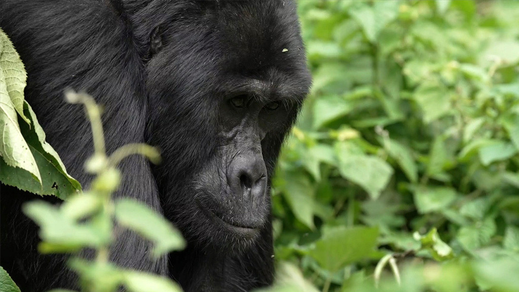 Mountain gorilla