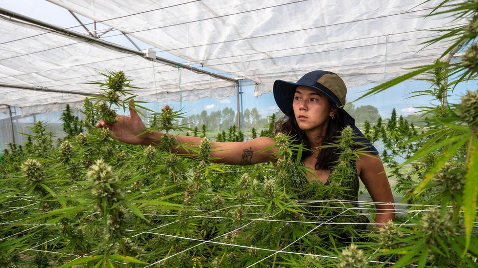 Čidčankok Čitčob neguje svoje biljke marihuane u Biriramu