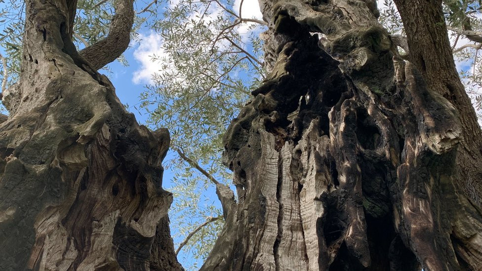 pogled iz krošnje ka plavom nebu