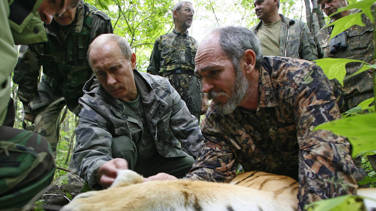 Vladimir Putin is photographed next to a tranquilised tiger