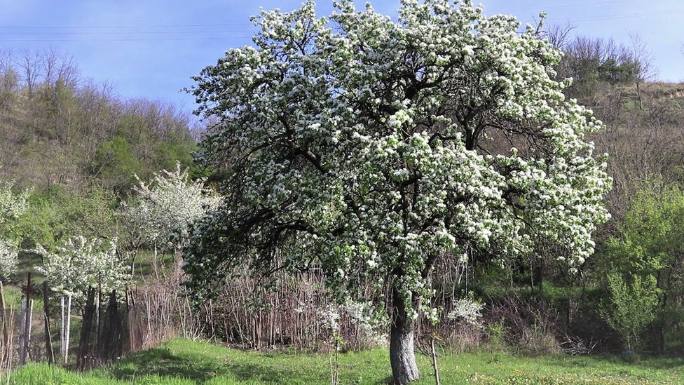 Drvo kruške u selu Divić