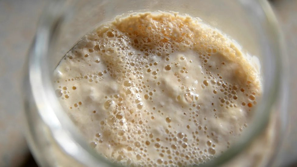 Kvasac troši ugljene hidrate u brašnu i pretvara ih u ugljen-dioksid, dajući kiselom testu mehuriće